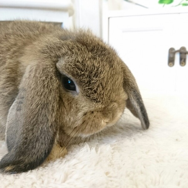 ホーランドロップ　チェスナット（P74)