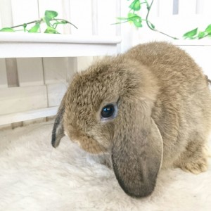 ホーランドロップ　チェスナット（P74)