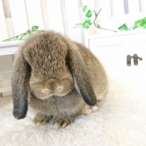 ホーランドロップ　チェスナット（P74)