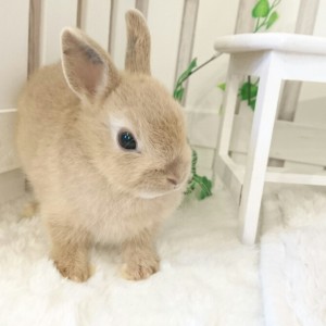 ネザーランドドワーフ　リンクス（HM)