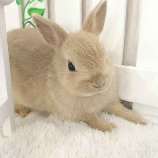 ネザーランドドワーフ　リンクス（HM)