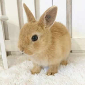 ネザーランドドワーフ　オレンジ（F6)