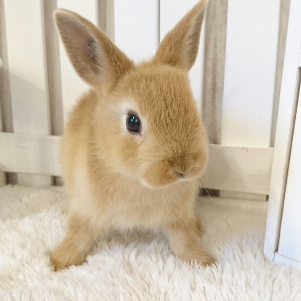 ネザーランドドワーフ　オレンジ（F6)