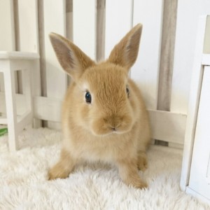 ネザーランドドワーフ　オレンジ（F6)