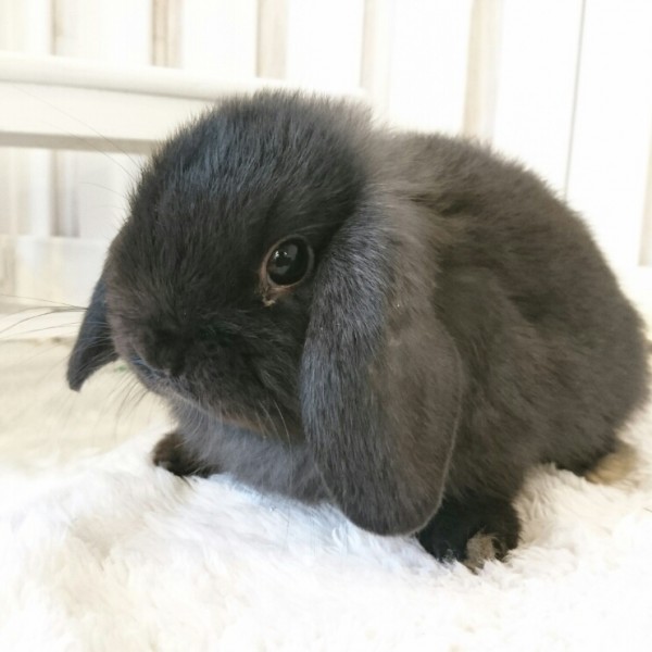 ホーランドロップ　ブラック（P93)