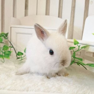 ネザーランドドワーフ　フロスティ（II)