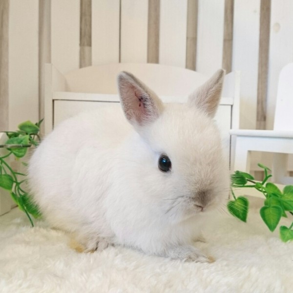 ネザーランドドワーフ　フロスティ（II)