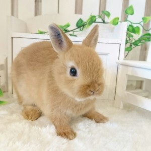 ネザーランドドワーフ　オレンジ（12G)