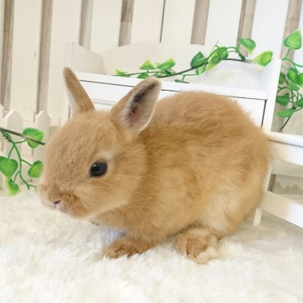 ネザーランドドワーフ　オレンジ（12G)