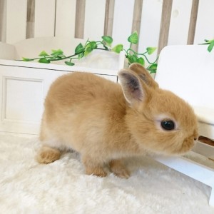 ネザーランドドワーフ　オレンジ（12G)