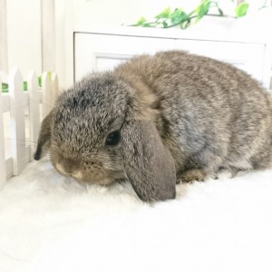 ホーランドロップ　チェスナット（8G5)