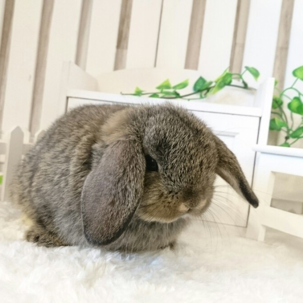 ホーランドロップ　チェスナット（8G5)