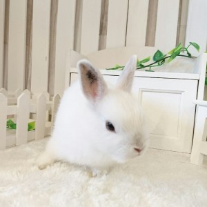 ネザーランドドワーフ　フロスティ（IE)