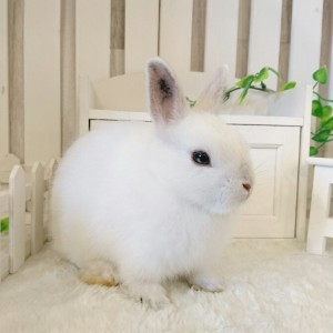 ネザーランドドワーフ　フロスティ（IE)