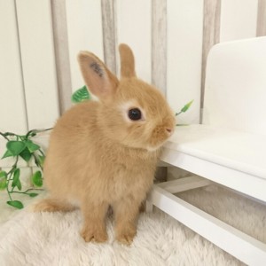 ネザーランドドワーフ　オレンジ（IL)