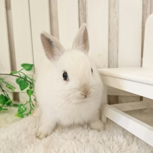 ネザーランドドワーフ　フロスティ（12R)