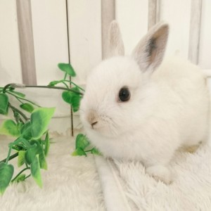 ネザーランドドワーフ　フロスティ（12R)