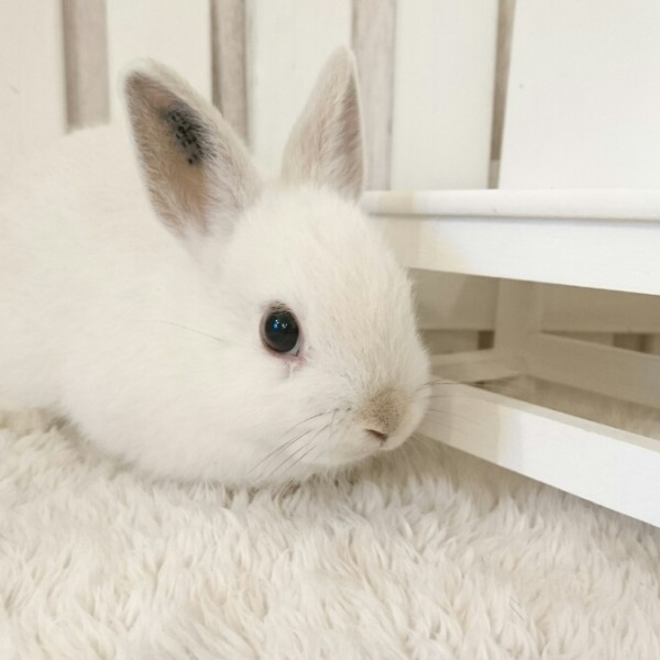 ネザーランドドワーフ　フロスティ（12R)