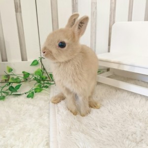 ネザーランドドワーフ　リンクス（HX)