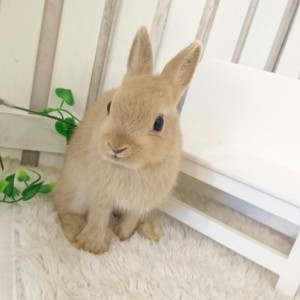 ネザーランドドワーフ　リンクス（HX)