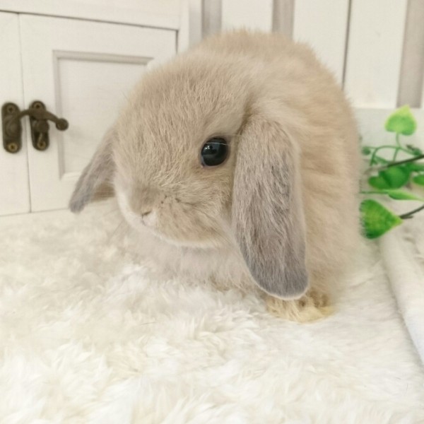 ホーランドロップ　リンクス（8G3)