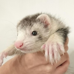 シルバーミット（男の子）　