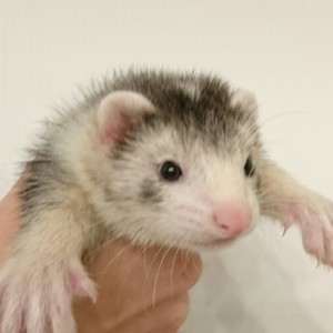 シルバーミット（男の子）　