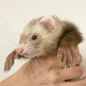 バタースコッチ（女の子）