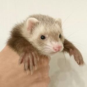 バタースコッチ（女の子）