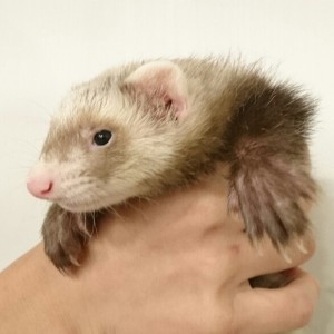 バタースコッチ（男の子）