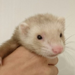 シナモン（女の子）