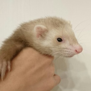 シナモン（女の子）