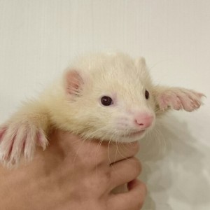 プラチナ（男の子）