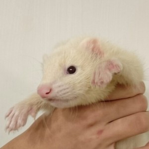 プラチナ（男の子）