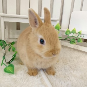 ネザーランドドワーフ　オレンジ（JC)