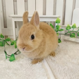 ネザーランドドワーフ　オレンジ（JC)