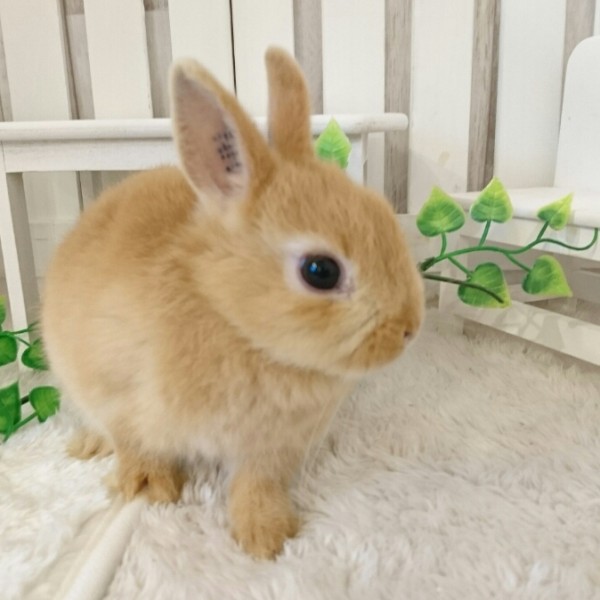 ネザーランドドワーフ　オレンジ（JC)