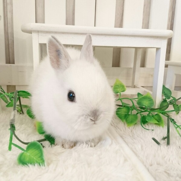 ネザーランドドワーフ　フロスティ（I1)