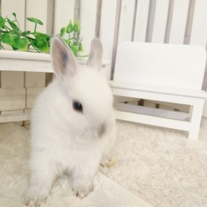 ネザーランドドワーフ　フロスティ（I1)