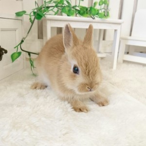 ネザーランドドワーフ　オレンジ（JD)