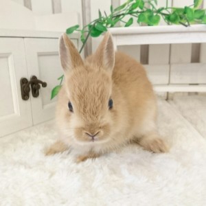 ネザーランドドワーフ　オレンジ（JD)