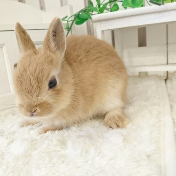 ネザーランドドワーフ　オレンジ（JD)