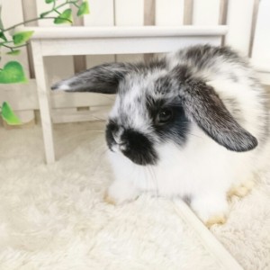 ホーランドロップ　ブロークンブラック（3QO)