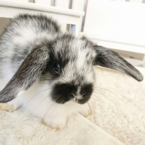 ホーランドロップ　ブロークンブラック（3QO)