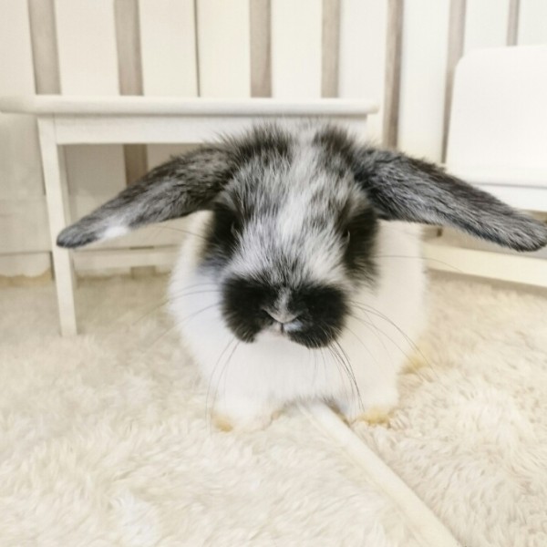 ホーランドロップ　ブロークンブラック（3QO)