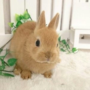 ネザーランドドワーフ オレンジ（L4）