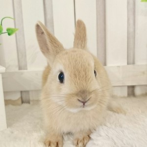 ネザーランドドワーフ　オレンジ（I8)