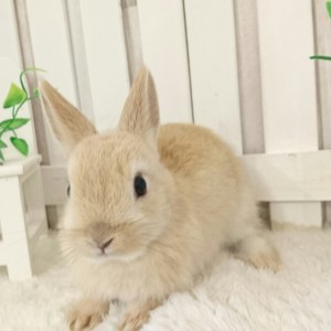 ネザーランドドワーフ　オレンジ（I8)