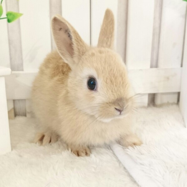 ネザーランドドワーフ　オレンジ（I8)