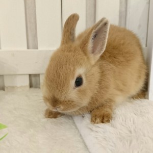 ネザーランドドワーフ　オレンジ（KE)